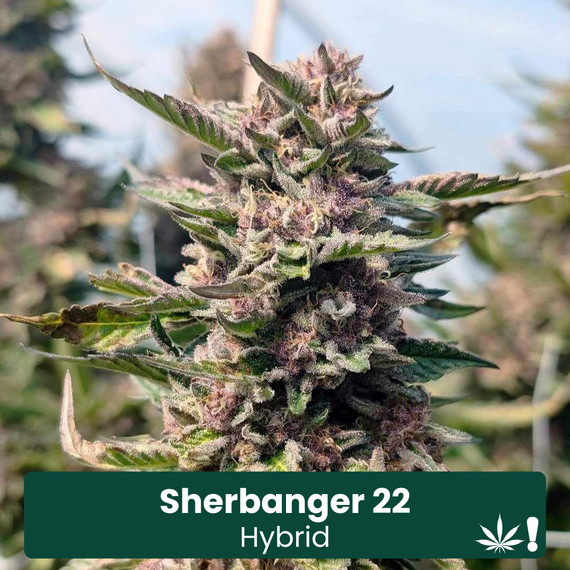 Sherbanger 22 Hybrid THCA Hemp Flower Sherbanger 22 Hybrid THCA Hemp Flower