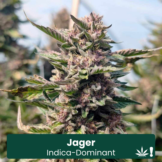 Jager Indica THCA Hemp Flower Jager Indica THCA Hemp Flower