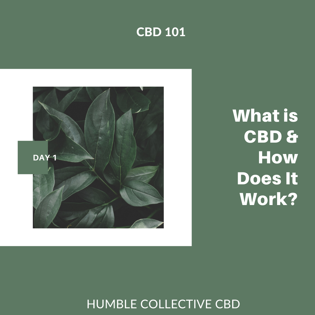 CBD 101: Part 1 