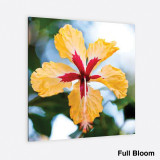 Full Bloom