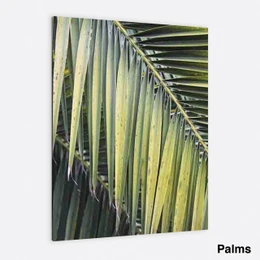 Palms