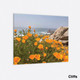 Westcoast Canvas Wrap Collection