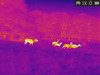 AGM Taipan TM19-384 Thermal Imaging Monocular 12 Micron 384x288 (50 Hz) AGM Taipan TM19-384 Thermal Imaging Monocular 12 Micron 384x288 (50 Hz)