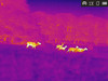 DEMO - AGM Taipan TM15-384 Thermal Imaging Monocular 12 Micron 384x288 (50 Hz) AGM 3092451012TA51-Demo 1295