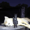 Nocpix SLIM H35 640x512 2-in-1 Thermal Imaging Riflescope/Monocular | Best Price | Free Prioririty Shipping and no sales tax if delivered outside IL Nocpix SLIM H35 640x512 2-in-1 Thermal Imaging Riflescope/Monocular | Best Price | Free Prioririty Shipping and no sales tax if delivered outside IL