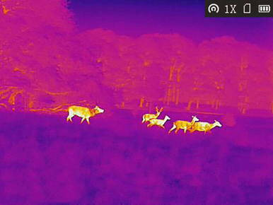 AGM Taipan TM25-384 Thermal Imaging Monocular 12 Micron 384x288 (50 Hz)