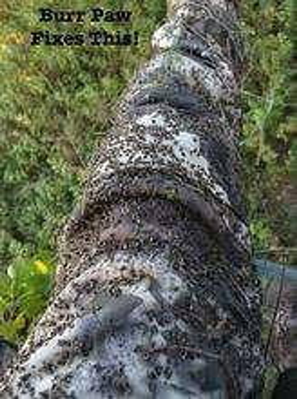 Burr Paw