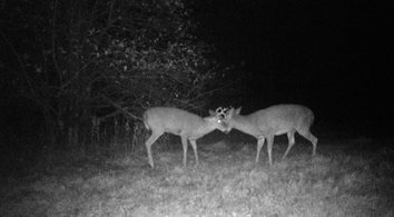 Night Vision vs. Thermal Scopes: What’s the Difference, and Which Is for You?
