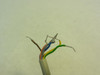 Barantec CSBR1TABW424N; Everswitch; 13102641-02; 24VDC