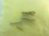 Renold 40SSOL; Stainless Steel Offset Link # 40