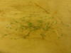 Lumex 67-1070-ND; LOT-73 3mm LED Short Lens Green