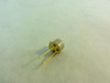 Mircochip 2N6660; Transistor