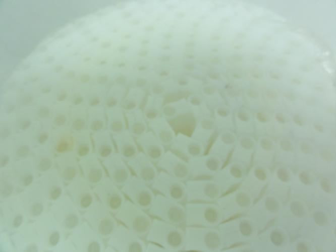 Habisat SM605; Conveyor Belt; 10Ft Length; 10" Width