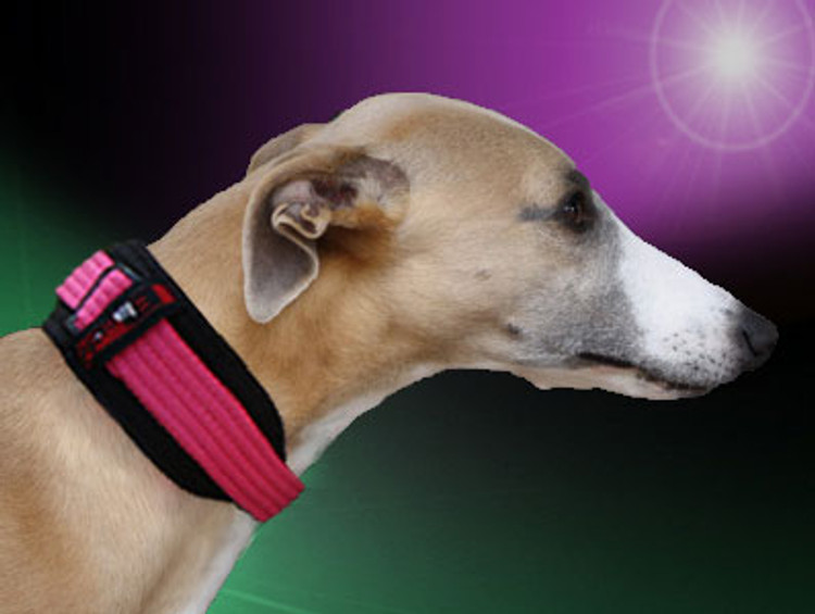WHIPPETWEAR MARTINGALE perfect fit, stunning style