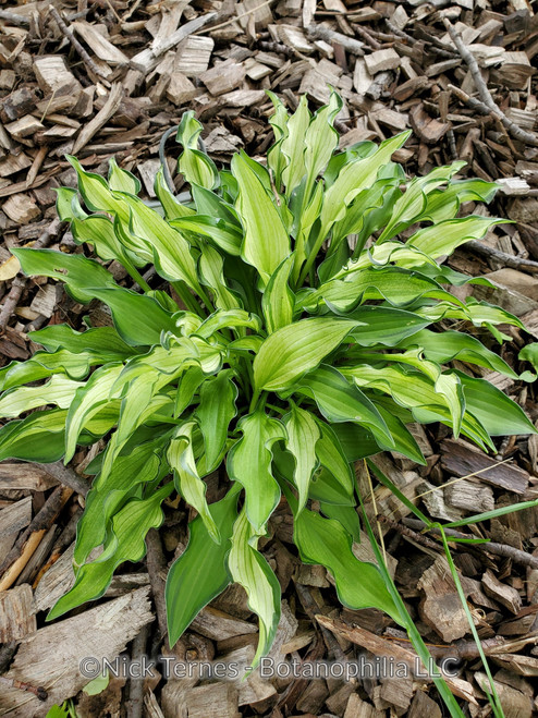 Spooky Scary Skeletons