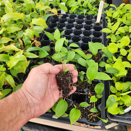 Wholesale Monet's Pond  Liner