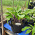 Wholesale Monet's Pond  Liner