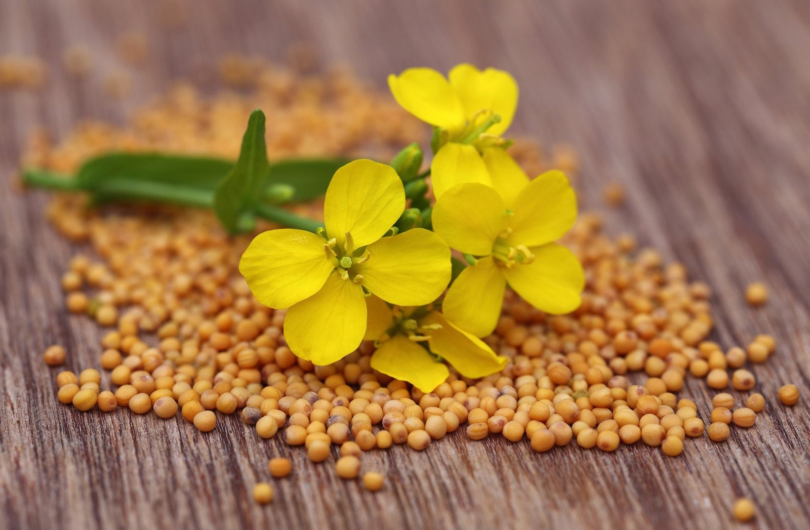 Mustard Flower with Seeds