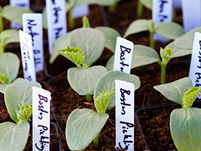 Planted By Tags Example The Critical Role of Horticultural Plant Tags in Nurseries and Botany ...
