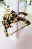 Camel Leopard Print Bow Decor Alloy Hair Claw Clip