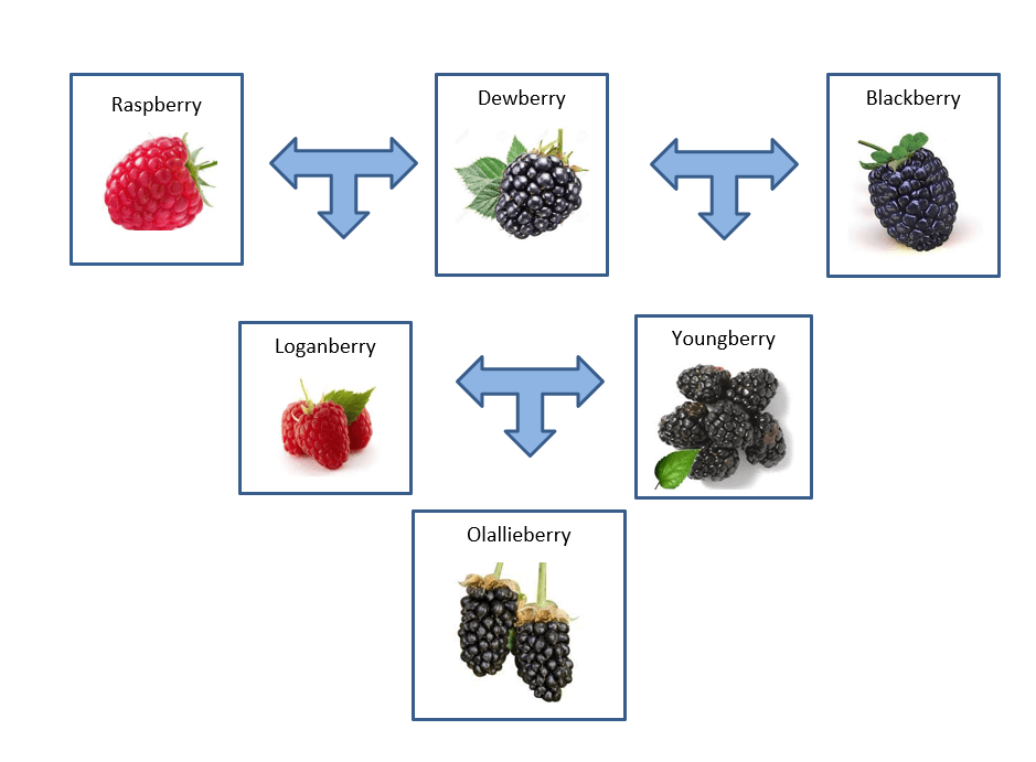 Chart showing olallieberries derived from raspberry and dewberry and blackberry