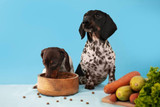 Essential Pet Care Tips for Happy, Healthy, Active Animals