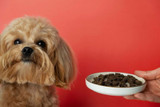 How to Keep Your Pets Healthy, Safe, Happy, and Active