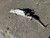 2014-2016 Jeep Cherokee 2.4L OEM Steering Gear Power Rack & Pinion 05154521 used OEM rack and pinion