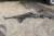 BMW 2002-2008 E65 E66 HYDRAULIC DYNAMIC POWER STEERING RACK AND PINION OEM used OEM rack and pinion