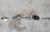 2014-2019 Toyota Corolla OEM Steering Gear Rack & Pinion Power Assist Assembly used OEM rack and pinion