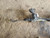2012 Ford Focus Electric Power Steering Gear Power Rack & Pinion 15" 16" Wheel used OEM rack and pinion