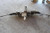 2013-2016 Dodge Dart Steering Gear Power Rack And Pinion (opt SDA) OEM used OEM rack and pinion