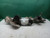 2014-2018 Jeep Cherokee Power Steering Rack & Pinion OEM used OEM rack and pinion