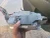 2020 BMW 330i 35A167B301 G20 Used OEM Audio Amplifier