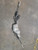 2015-2020 Audi A3 Power Steering Rack & PINION ELECTRIC ASSIST 7805501673 OEM used OEM rack and pinion