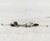 2014-2020 Acura MDX Electric Power Steering Rack & Pinion Gear Assembly Oem used OEM rack and pinion
