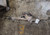 2013-2017 Honda Accord Power Steering Gear Rack And Pinion 2.4L, EX OEM used OEM rack and pinion