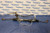 2009 09 MITSUBISHI LANCER RALLIART 4B11T OEM STEERING RACK & PINION #566 used OEM rack and pinion