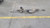 2009-2016 Volkswagen Tiguan Electric Power Steering Rack and Pinion OEM. used OEM rack and pinion