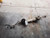 2013-2014 Ford C-MAX Electric Power Steering Rack & Pinion With Warranty OEM used OEM rack and pinion
