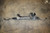 2013-2015 Honda Civic Si Sedan Electric Power Steering Rack & Pinion Motor OEM used OEM power steering motor