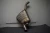 2009-2012 Audi Q5 Rear Used OEM Exhaust Muffler