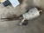 2018-2019 Audi A5 2.0L Center Used OEM Exhaust Muffler