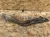 1988-1992 BMW 325i Rear Used OEM Exhaust Muffler
