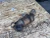 2017-2019 BMW 530i Used OEM Exhaust Muffler