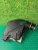 2008-2015 BMW 750i Used OEM Exhaust Muffler