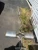2019 Honda Civic Used OEM Exhaust Muffler