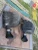 2014-2020 Jeep Cherokee Left & Right Rear Used OEM Exhaust Muffler