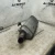 2014-2019 Kia Soul 28710B2310 1.6L Used OEM Exhaust Muffler