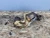 2020-2023 Land Rover Range Rover Evoque Used OEM Exhaust Muffler
